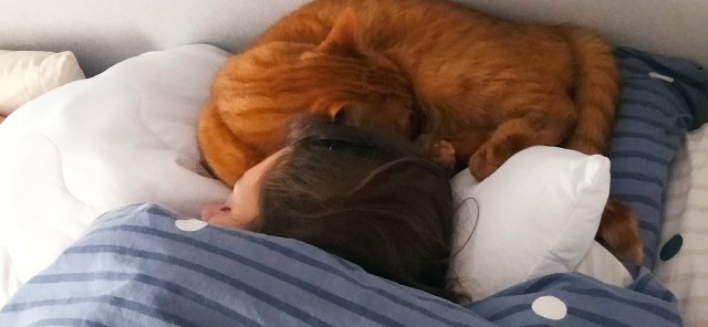 Котовторник так котовторник