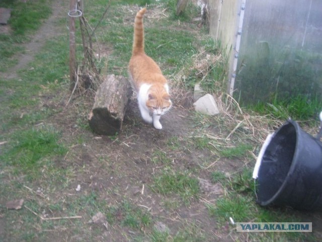 Жизнь домашнего приюта для котеек 390