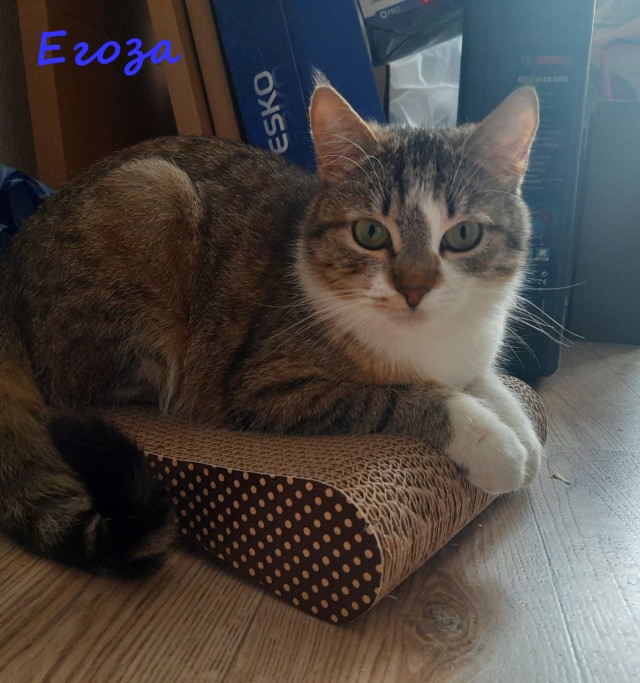 Жизнь домашнего приюта "Котоленд" 334