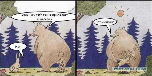 Жестокое нападение ежа на спящего медведя