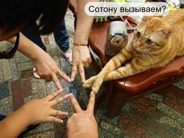 В мире прикольных животных