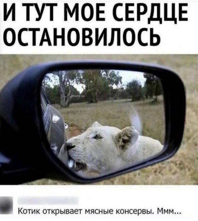 Картинки и мемы для настроения - 19