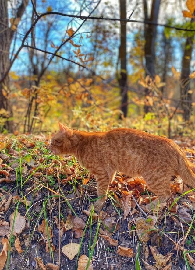 Котовторник 18.10.22