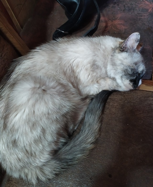 Котёнок по имени Гав