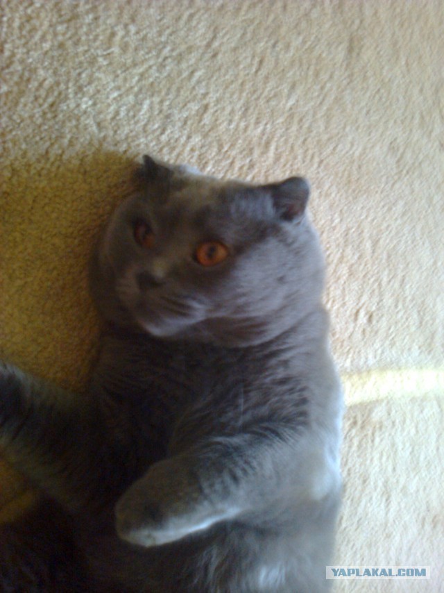 Котовторник  19.03.2013