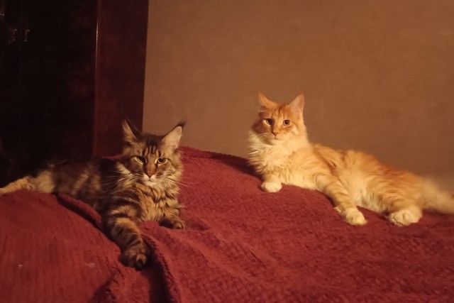 Кошка