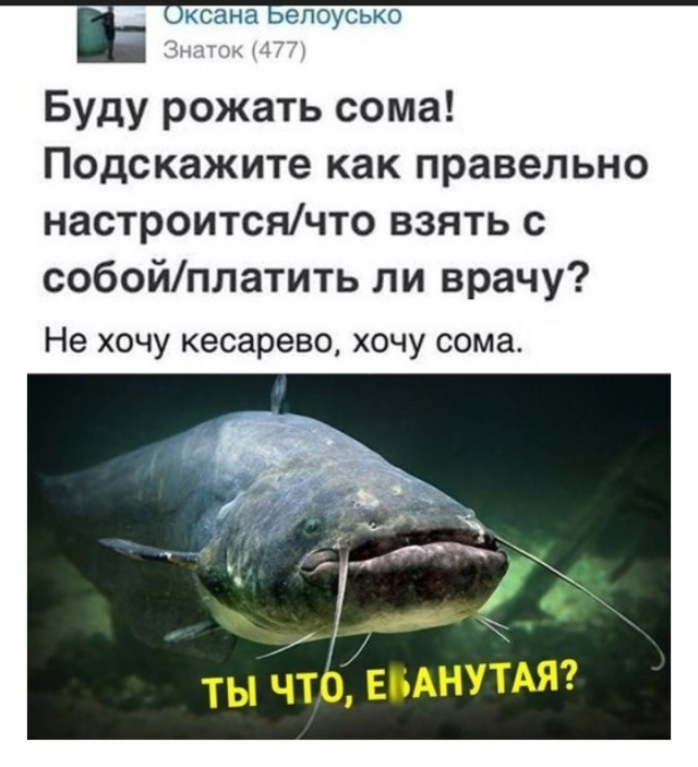 Африканский клариевый сом: Водоплавающий суперсолдат. Живёт без воды двое суток и адаптируется даже к самым жёстким условиям