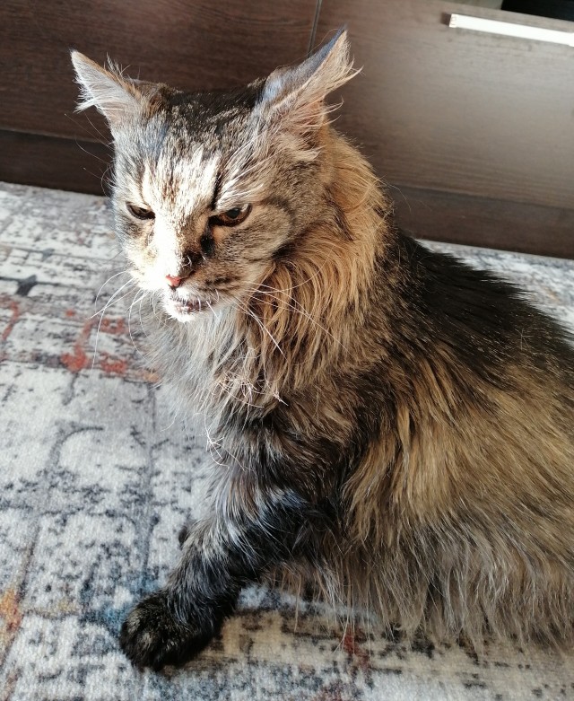 Котовторник