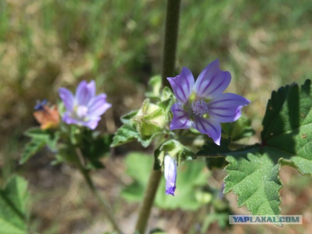 Жить ли с РСП?