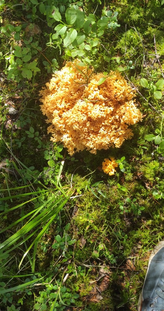 Нашел в Карелии краснокнижный гриб