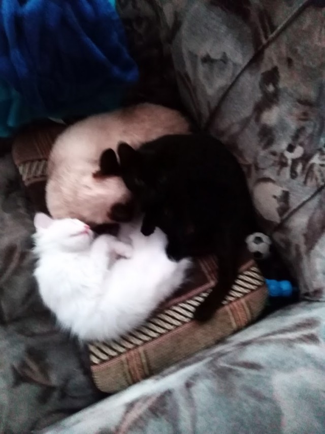 Позы для сна у кошек - что они означают?