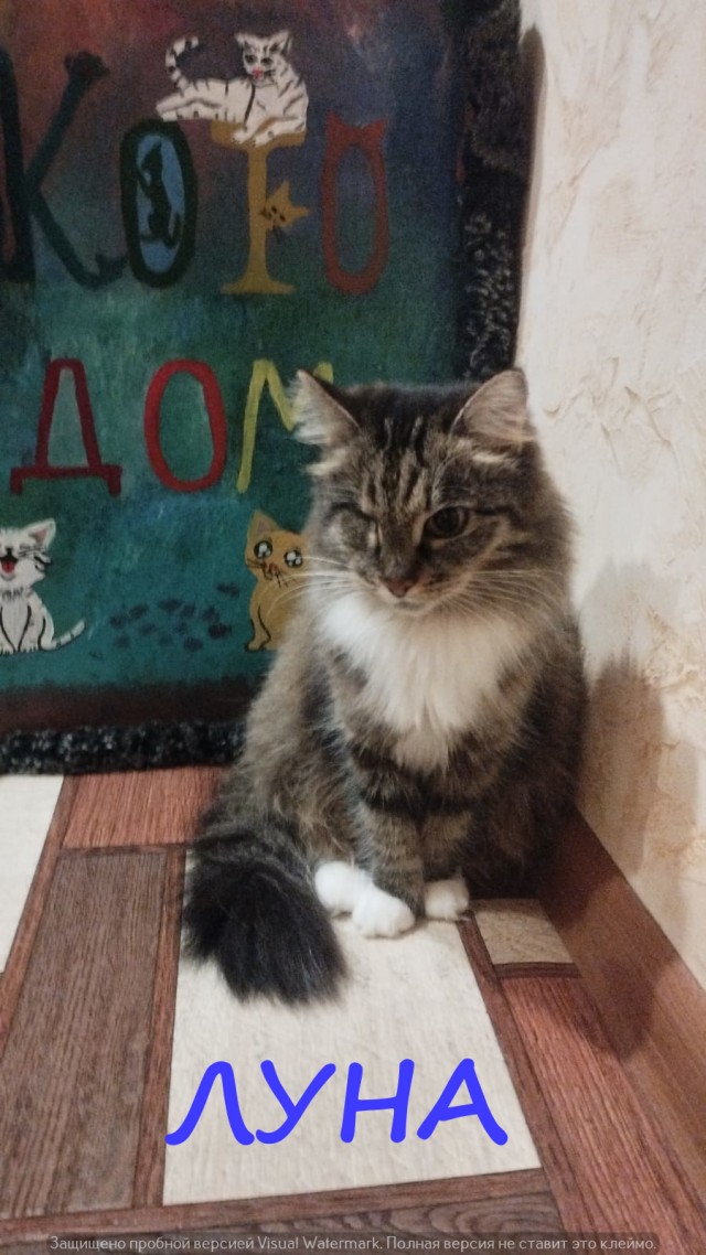 Жизнь домашнего приюта "Котоленд" 412