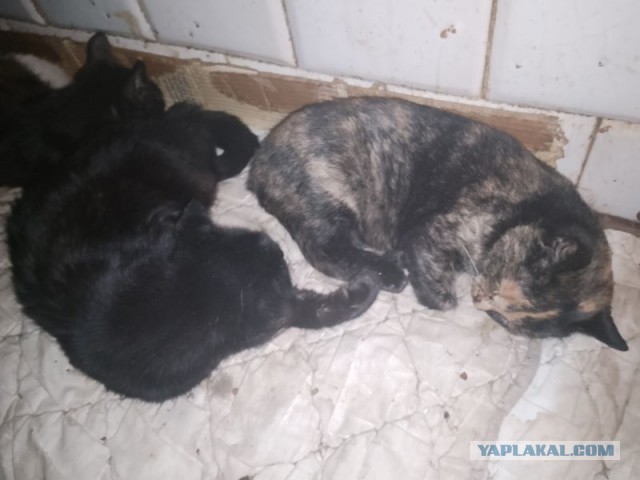 Жизнь домашнего приюта для котеек 471