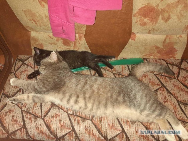 Котофей привел кента с улицы