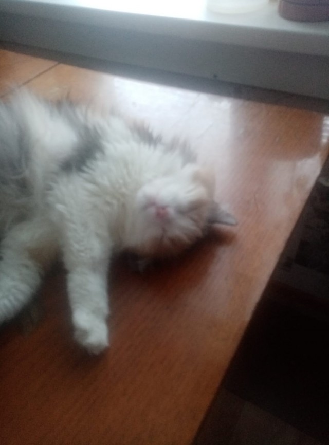 Котаны мои