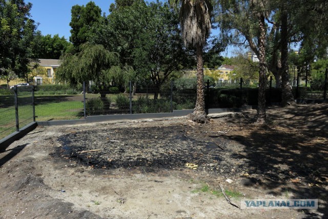 Битумные озера Ла-Брея (La Brea Tar Pits)