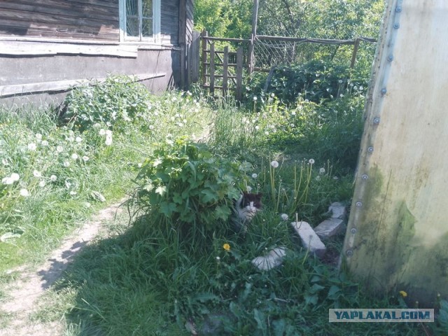 Жизнь домашнего приюта для котеек 496