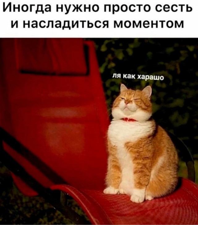 Котовторник в картинках