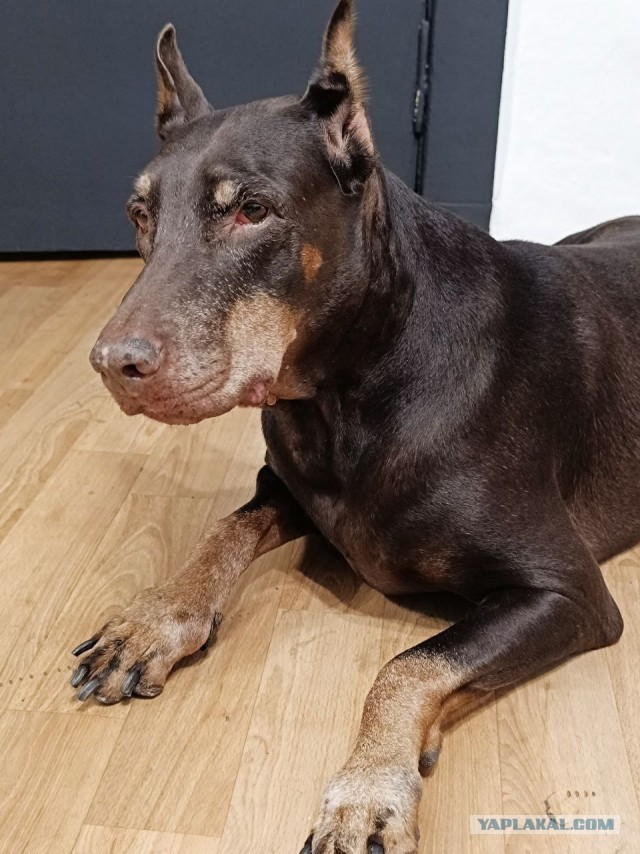 А у Даны д.р. Ей 10 лет!