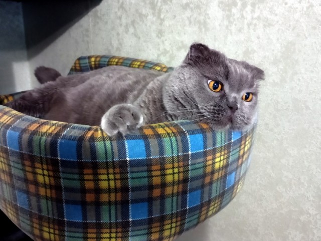 Жизнь с котом в одной картинке