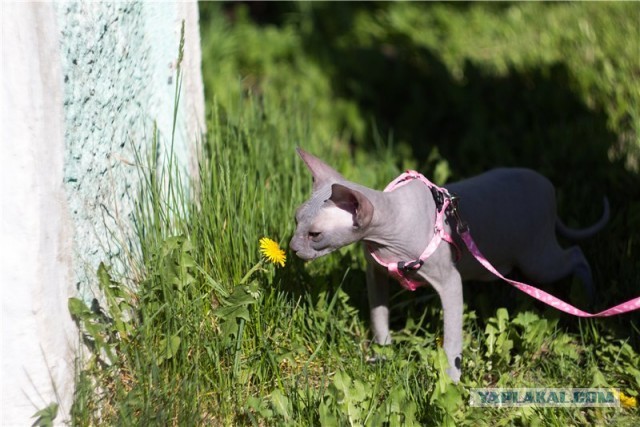 Котовторник 04.06.2013