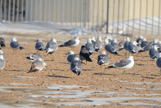 Одного фото псто