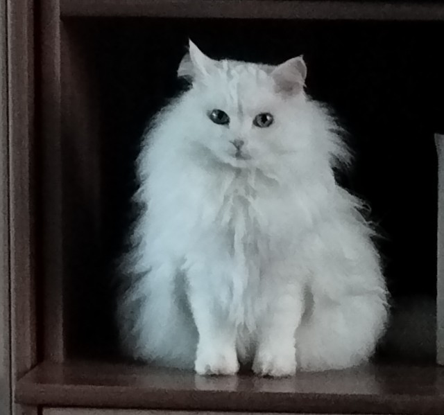 Котовторник 31.12.2024. Последний котовторник года