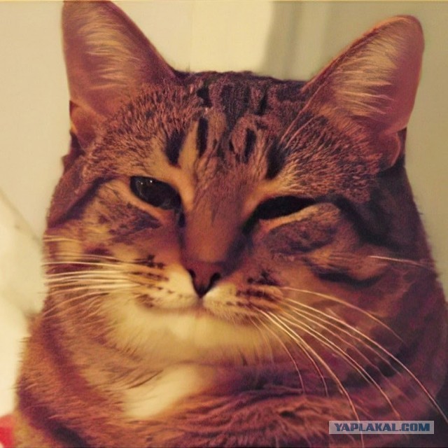 Маски-Шоу или Конкурс Короткого Креатива №31