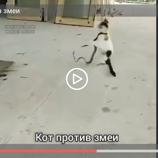 Кот против змеи
