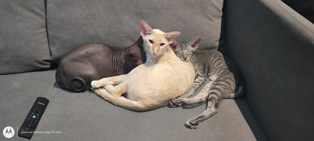 Ну раз котоффторник!