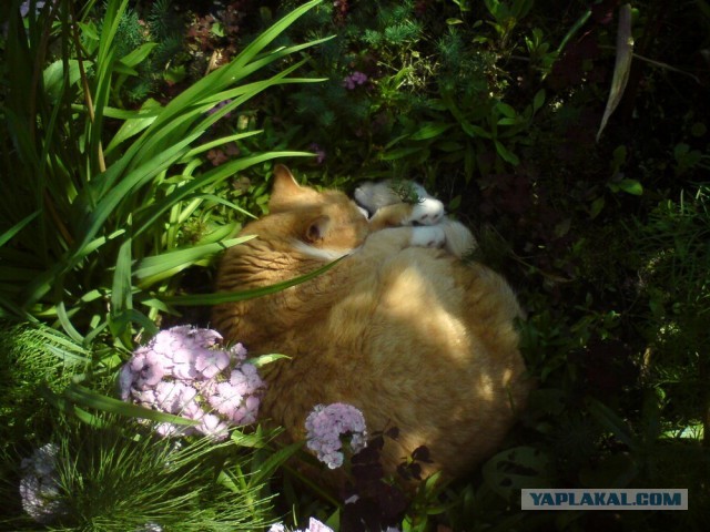 Котовторник 9.07.2013