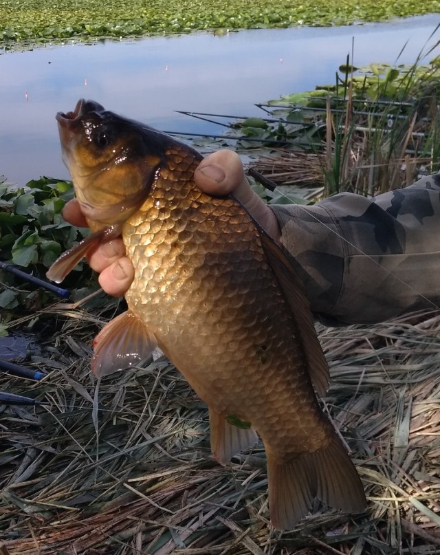 Золотой карась