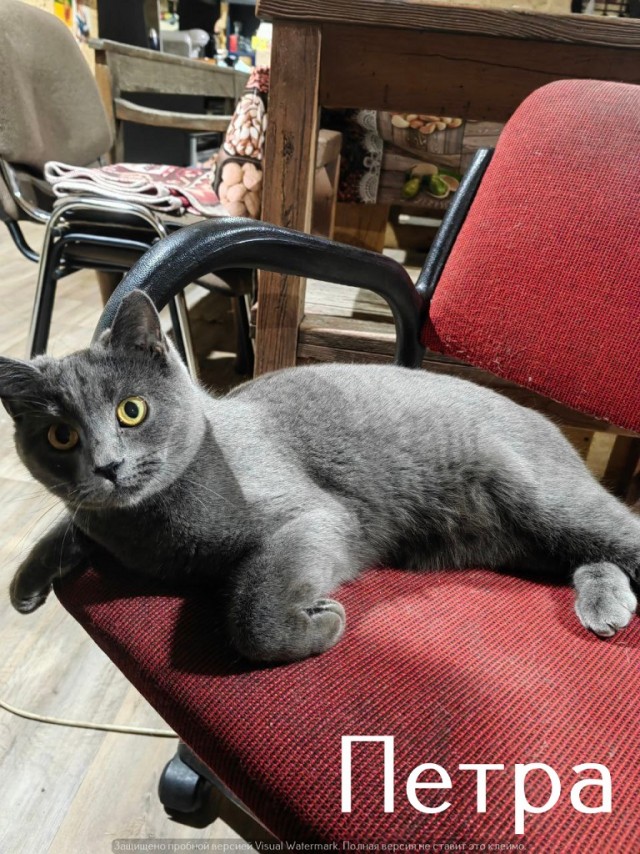 Жизнь домашнего приюта "Котоленд" 524. Нам сегодня 10 лет!