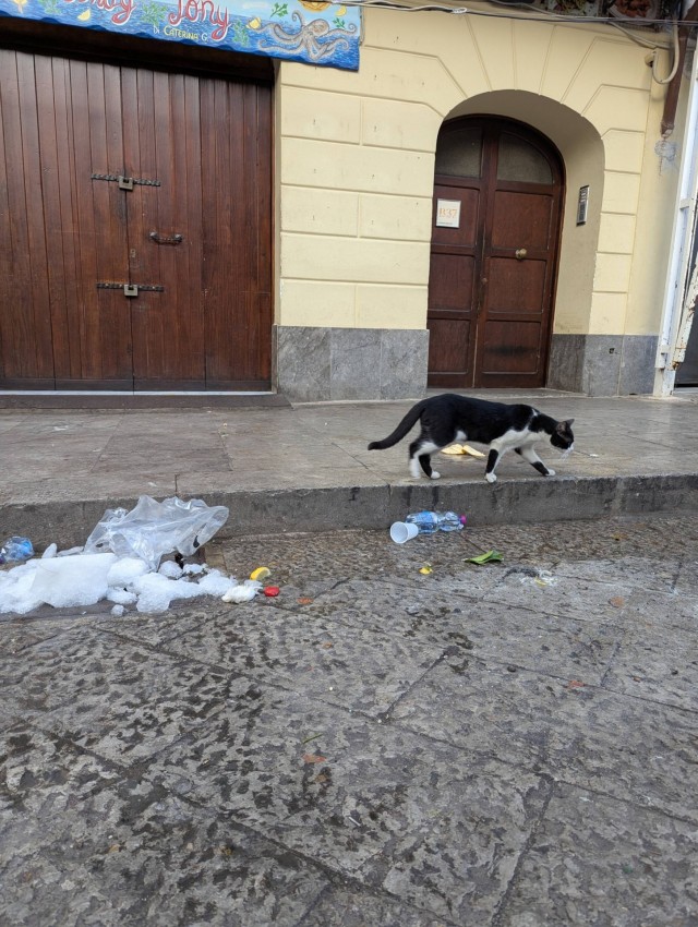 Котовторник из Палермо