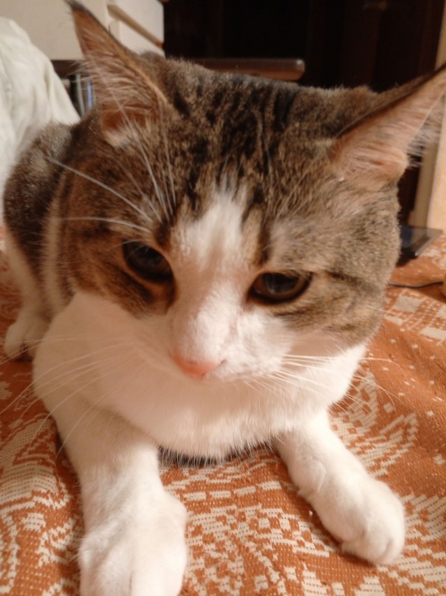 Котовторник снова!
