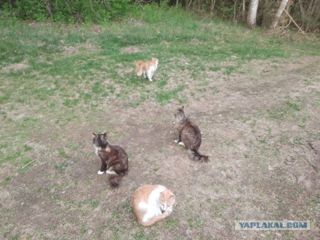 Жизнь домашнего приюта для котеек 578