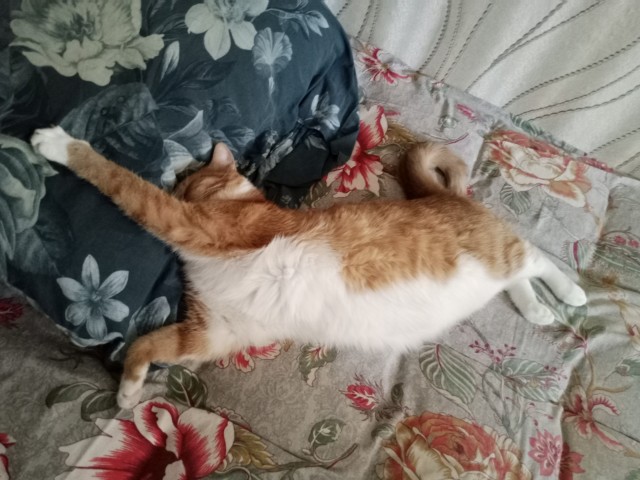 Котовторник!