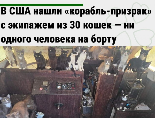 В США нашли «корабль-призрак» с экипажем из 30 кошек — ни одного человека на борту