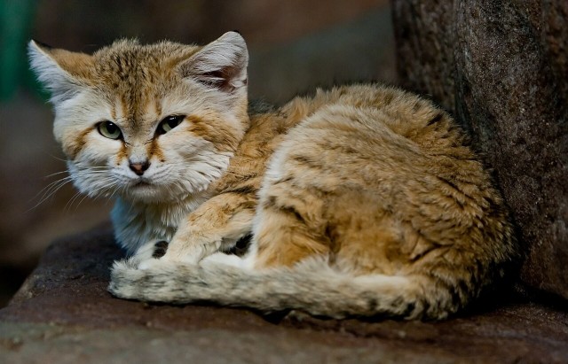 Барханные коты — одни из самых неуловимых диких кошек на нашей планете