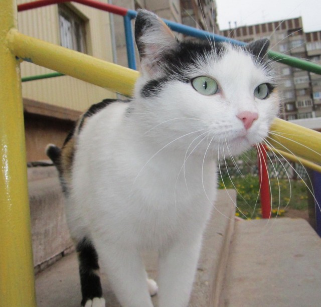 Котовторник на 24.09.2013г