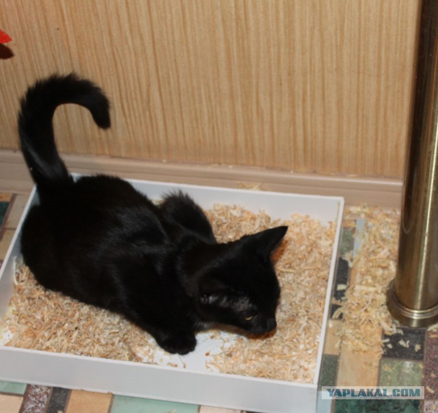 Лоток для котэ.