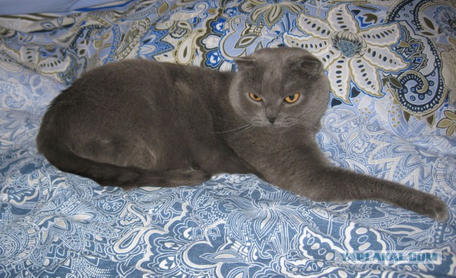 Котовторник 4.02.2014