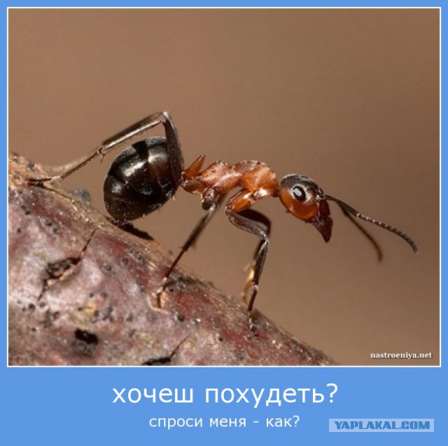 Мёртвая ящерица и муравьи