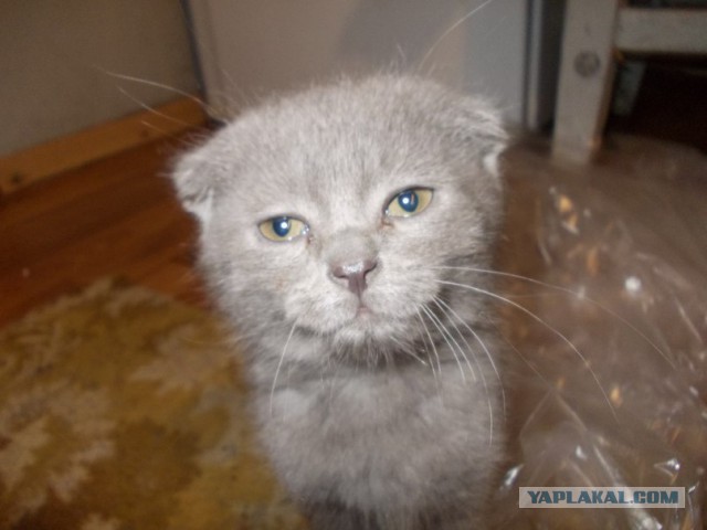 Котовторник 18.03.2014
