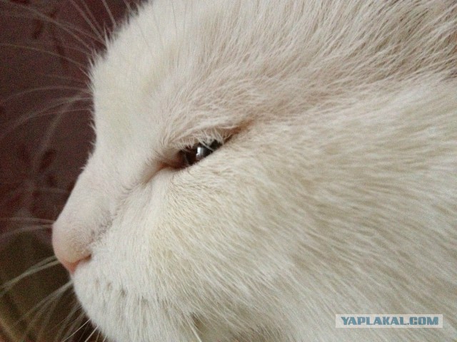 Котовторник  25.03.2014
