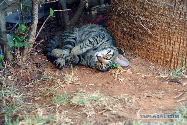 Котовторник 01.04.2014