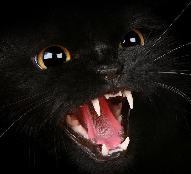 Черный волк