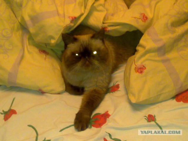 Котовторник 10.06.2014