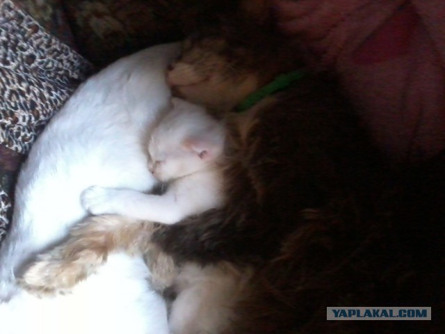 Котовторник 11.11.2014