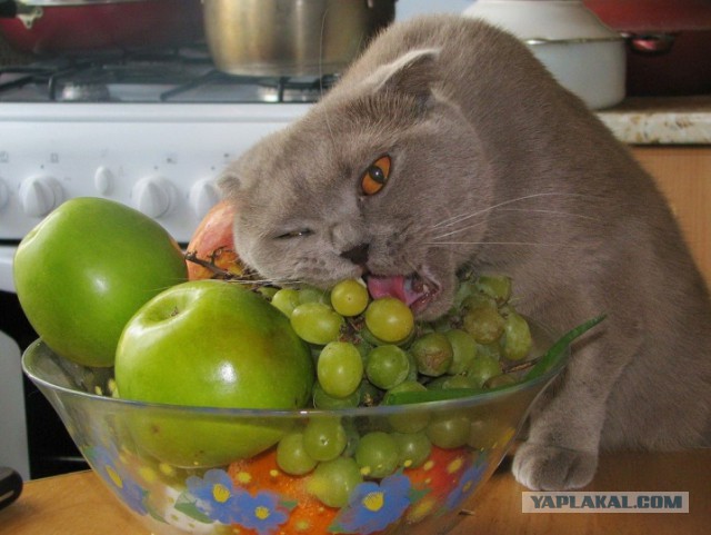Кошачий Hardcore